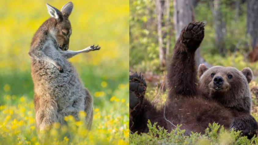 Comedy Wildlife Photo Awards: revelaron a los finalistas de las fotos más divertidas de animales