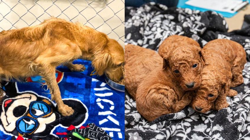 Vivían en sus propias heces: Rescatan a casi 100 cachorros de un criadero masivo en Estados Unidos