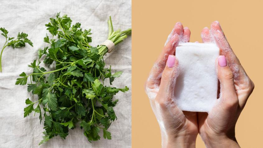 ¿Encuentras que el cilantro tiene sabor a jabón? Una tiktoker se hizo viral al explicar la razón genética 
