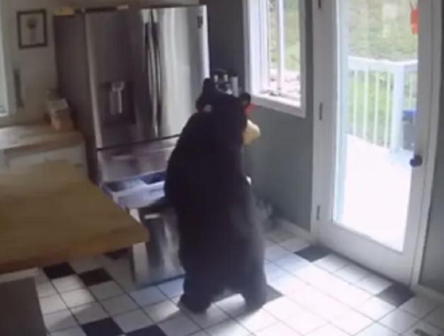 Cámaras captan a un oso que ingresó a una casa: Fue directamente al refrigerador
