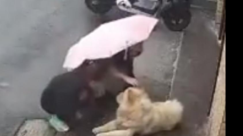 Mujer se acercó a un perro para acariciarlo y este la atacó ferozmente
