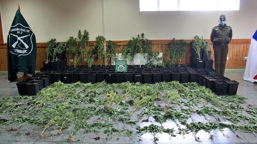 Carabineros decomisó más de 160 plantas de marihuana en Quellón evaluadas en 830 millones de pesos