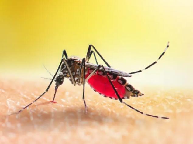 Especialista explica la razón: ¿Por qué los mosquitos prefieren picar a ciertas personas?