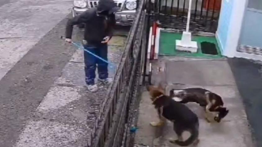 Denuncian a trabajador de empresa contratista de Essbio por golpear a perro en Hualpén: Empresa ofreció disculpas