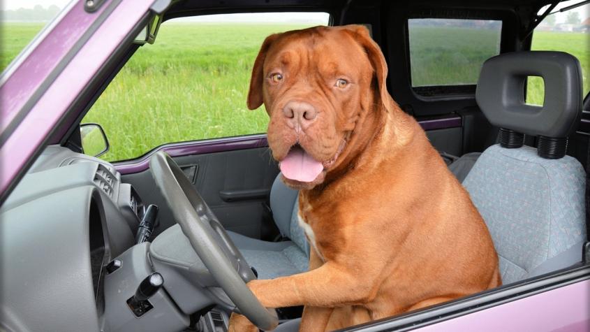 Surrealista: Captan a perro "manejando" un auto en Eslovaquia 