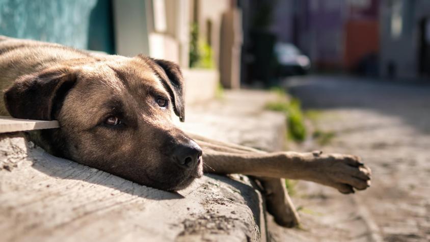 Hay alerta de casos en Reino Unido: Qué es la brucelosis canina y qué impacto podría tener en Chile