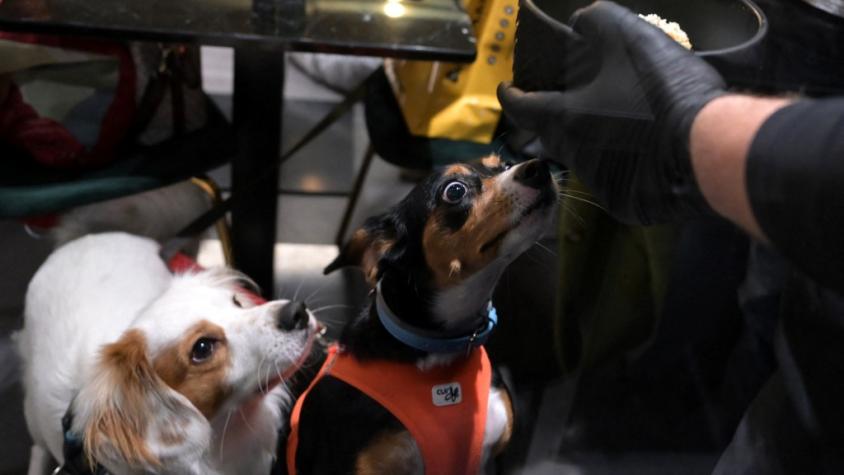 ¡No soy perro pero guau!: Restorán canino se roba las miradas en Roma