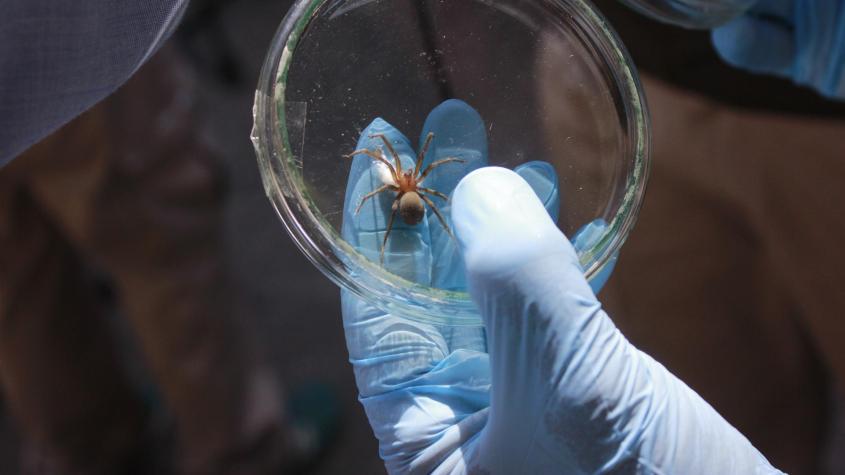 Araña de rincón vuelve con el calor: ¿Por qué es pésima idea fumigar o usar insecticidas?