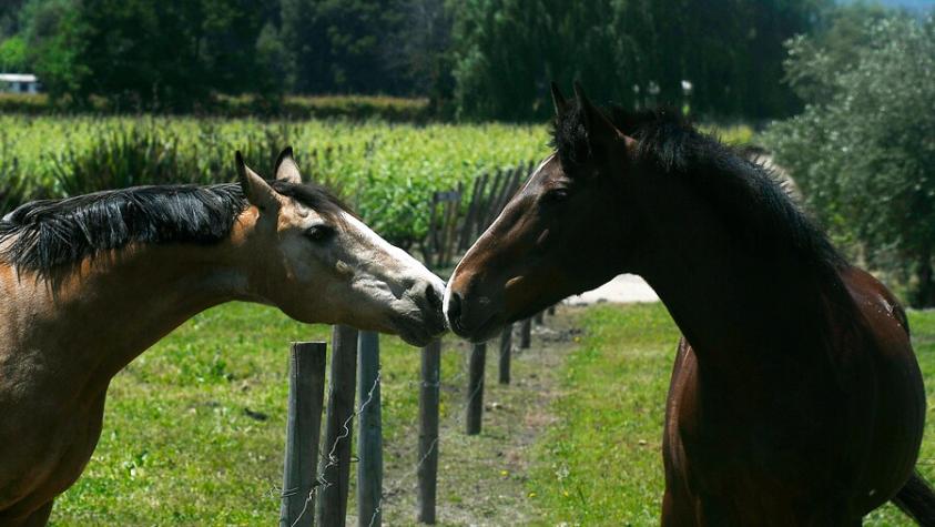 Podría provocar la muerte en caballos: SAG activa plan por brote de encefalomielitis equina en Argentina