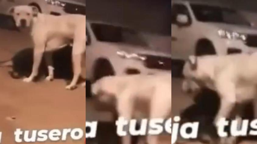 Presentan denuncia contra sujetos que drogaron a perro con tussi en Antofagasta
