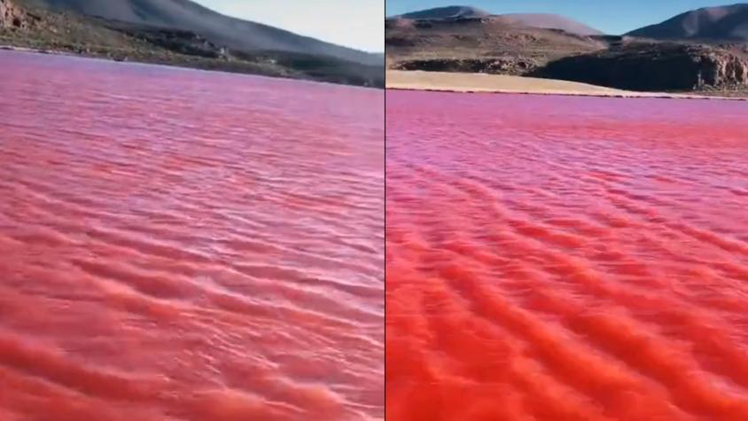 El Nilo no se tiñó de rojo: Video de laguna chilena causó especulaciones bíblicas en redes sociales El Nilo no se tiñó de rojo: Video de laguna chilena causó especulaciones bíblicas en redes sociales