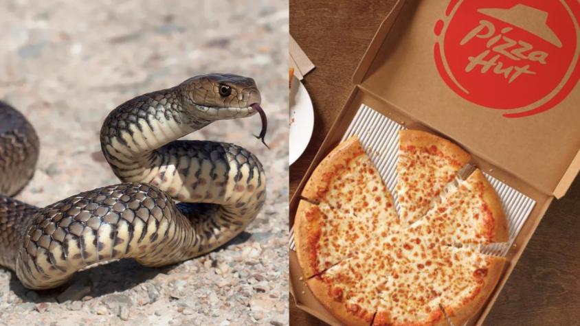 Cadena de pizzas estrena curioso nuevo sabor en Hong Kong: Pizza de serpiente