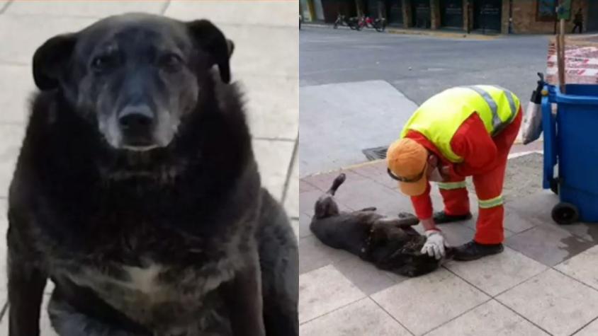 Desaparecieron en centro de Valdivia: Encuentran enterrados a perros comunitarios 