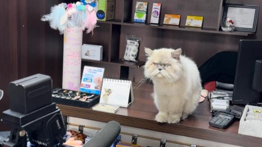 Lofis CatStore ofrece lo mejor para los gatos y catlovers 