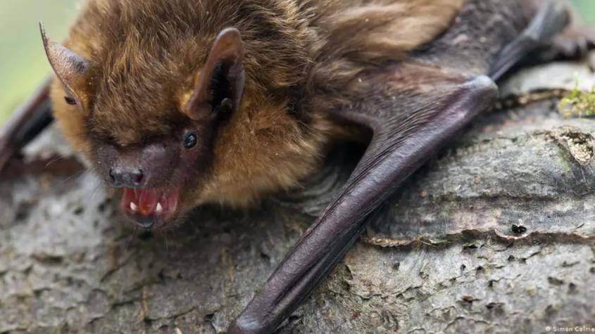 El murciélago que debe usar su enorme pene como un "brazo" durante el apareamiento