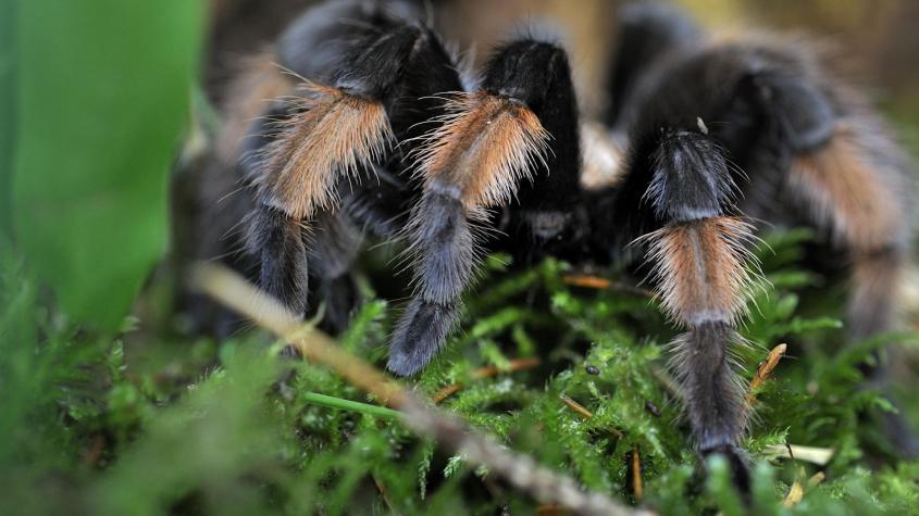 Araña gigante provoca accidente vehicular en Parque Nacional del Valle de la Muerte