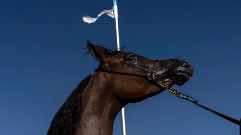 Argentina: alerta por virus que afecta a equinos y humanos