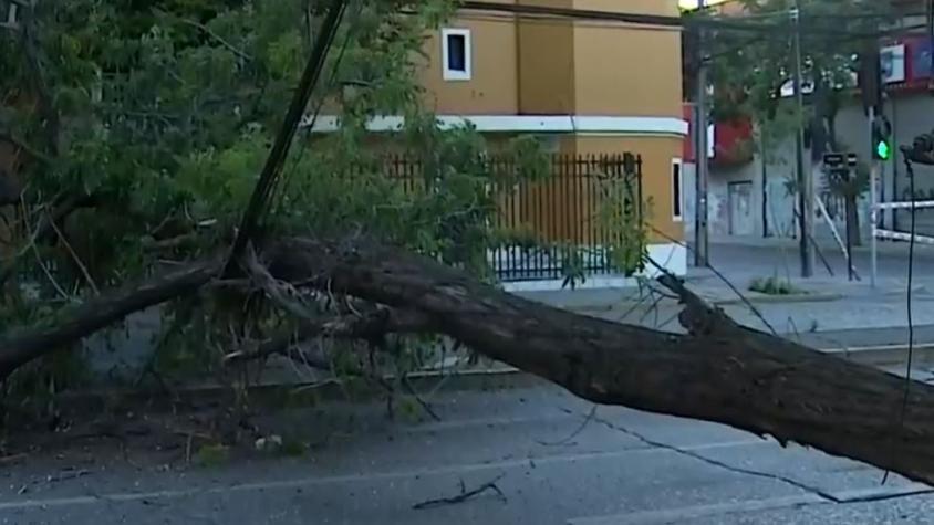 Caída de árbol provocó corte de tránsito en Quinta Normal