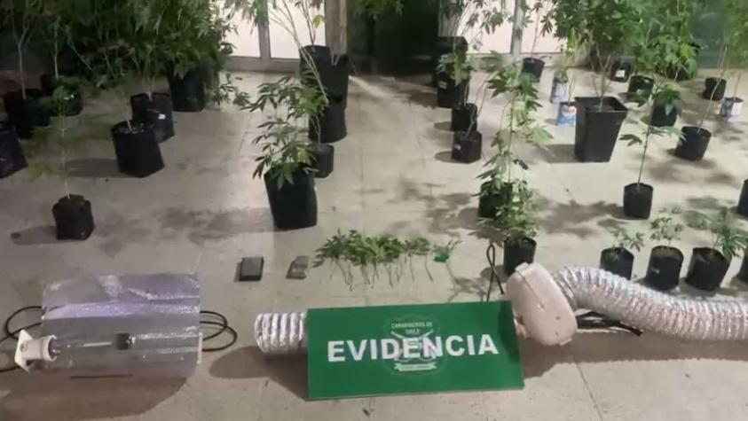 Carabineros descubrió cultivo de marihuana tras llamado por violencia intrafamiliar en Maipú