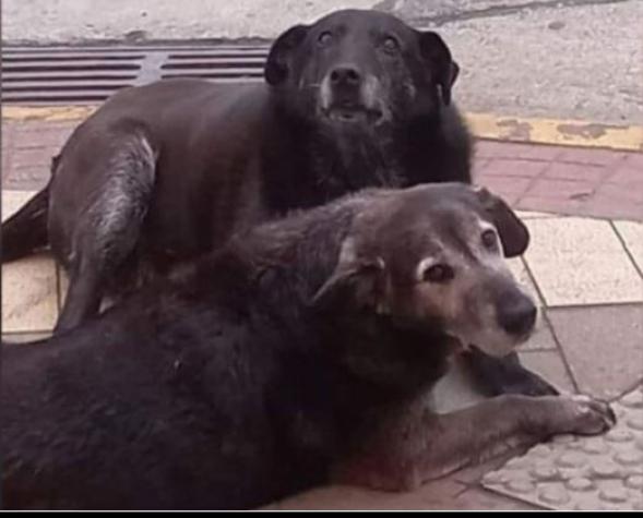 La versión del gimnasio donde fueron enterrados los perros comunitarios de Valdivia: "No tengo nada que ver"