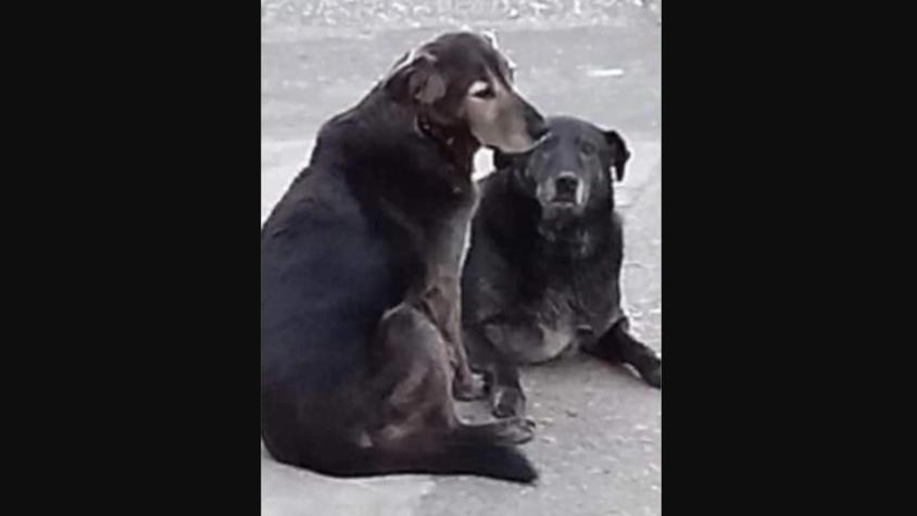 Acusan maltrato animal en Valdivia: manifestantes atacan café por desaparición de perros