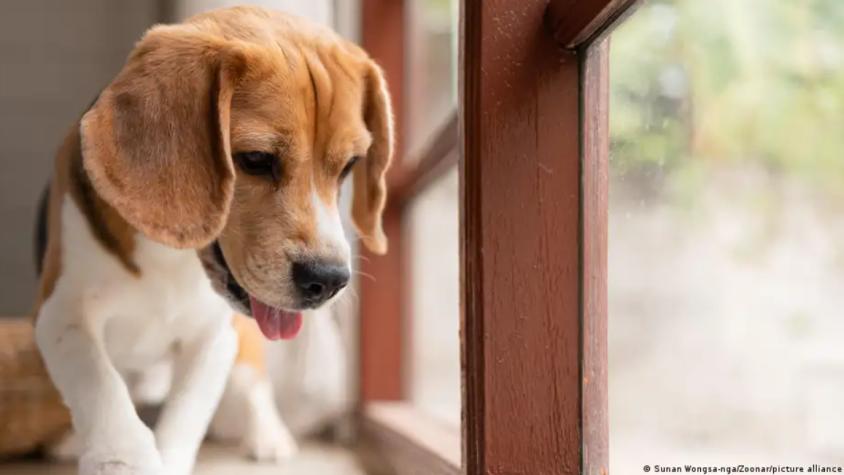 Crean perros autistas para avanzar en estudio del trastorno
