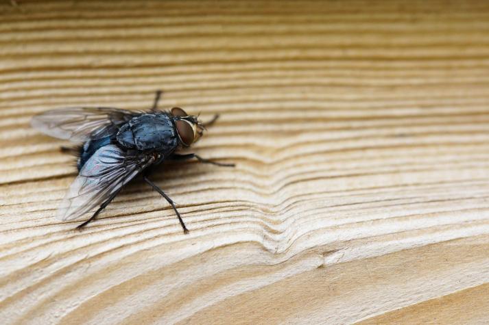 Colonoscopia revela mosca viva al interior del colon de un hombre en Estados Unidos 