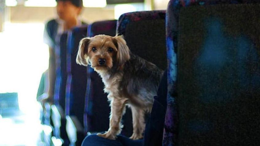Empresa de bus chilena estrena viajes interregionales con mascotas en los asientos