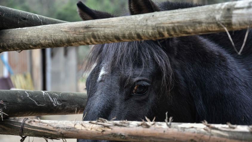 SAG en alerta por brote de virus que afecta a los caballos en Argentina: También puede afectar a humanos