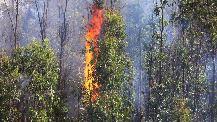 Botón Rojo en siete regiones por posibilidad de incendios forestales: Estas son las zonas de mayor riesgo