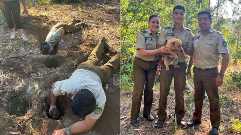 Carabineros rescatan a perrito atrapado en una madriguera de conejo en Nacimiento