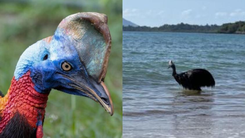 ¡Un susto!: Bañistas se encontraron frente a frente con el "ave más peligrosa del mundo"