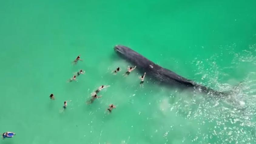 Muere ballena tras interactuar con decenas de bañistas en una playa en Australia