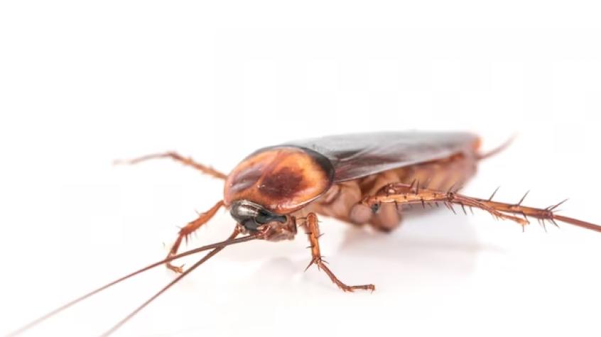 Hombre quema su departamento por intentar matar a cucaracha