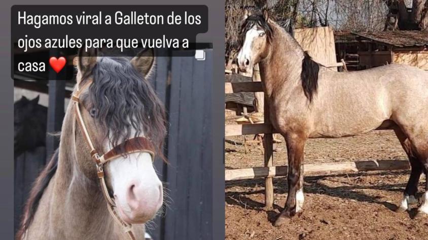 Madre desesperada busca a caballo de compañía de su hija con TEA: Se lo robaron en Curacaví