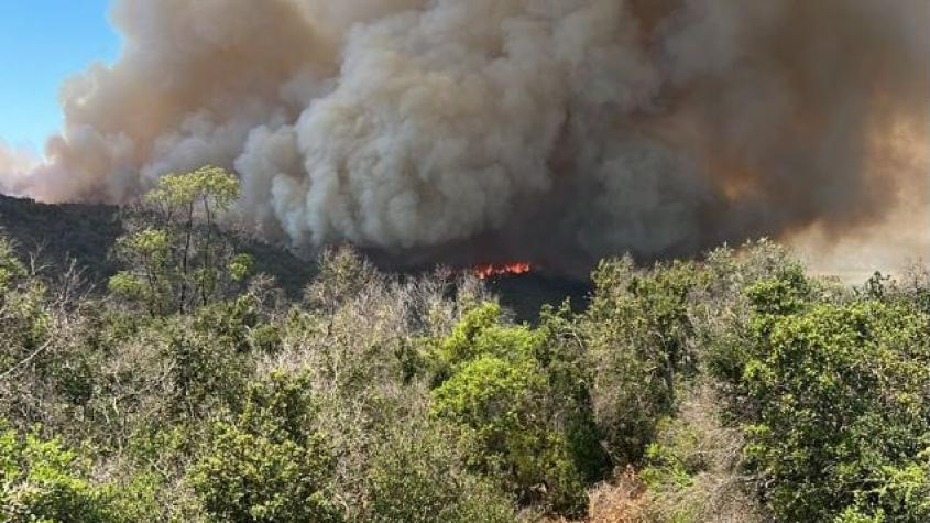 Alerta Roja en Paine por incendio forestal