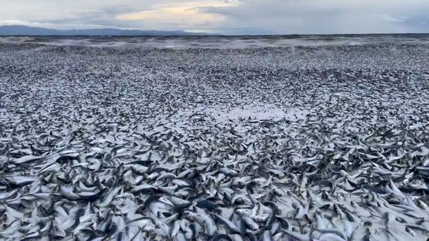 Millones de peces muertos vararon en las costas de Japón: Aún se desconoce la causa del fenómeno