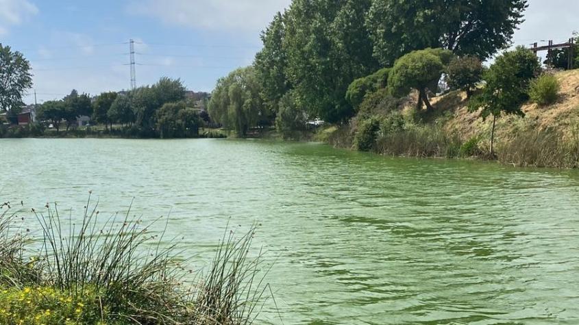 Laguna en Concepción cambia repentinamente de color: Municipio llama a no tocar el agua