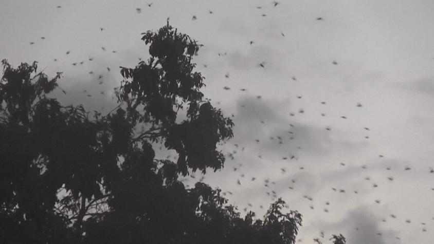 Plaga de langostas en México: es la primera luego de tres años