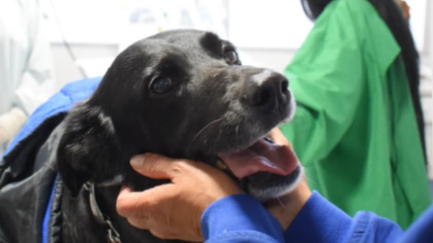 Mujer despertó de un coma tras visita de su perro al hospital: el animal falleció solo días después