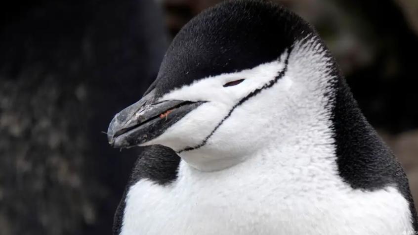 Pingüinos dormirían 11 horas en microsueños de 4 segundos