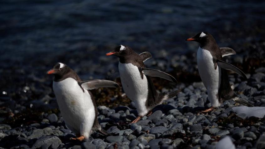 Detectan gripe aviar en pingüinos cerca de la Antártida