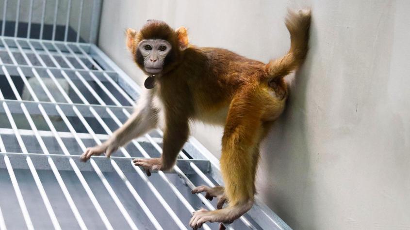 Científicos chinos logran primera clonación exitosa de un macaco Rhesus: ¿Qué dicen sobre clonar humanos?