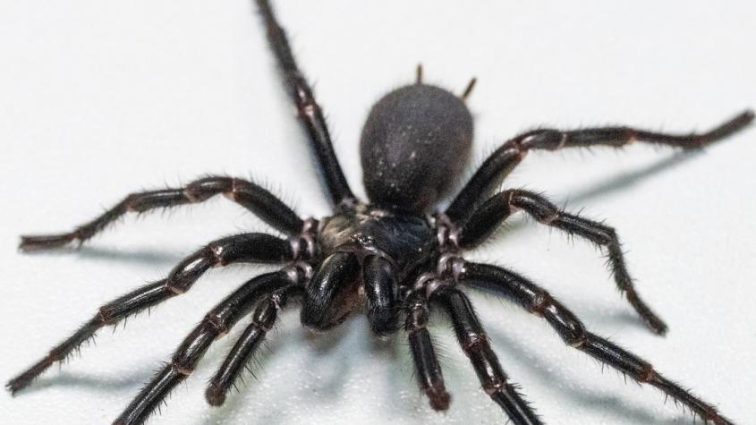 “Hércules”: La araña venenosa más grande encontrada en Australia