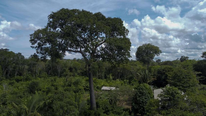 Investigadores descubren ciudades ocultas en el Amazonas de hace más de 2.500 años