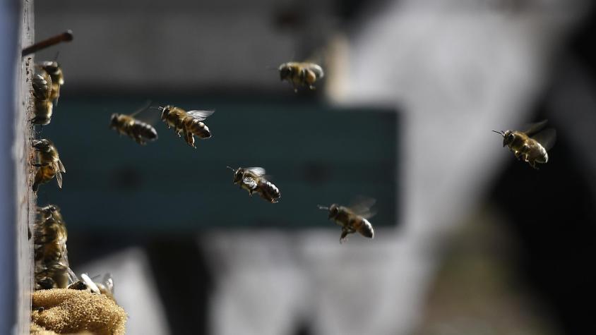 "Acudir inmediatamente a urgencia": Doctor explica cómo reconocer una picadura grave de abeja tras muerte de una persona