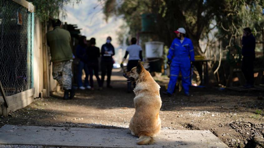 San Pedro de Atacama: municipio pide eutanasia de perros callejeros tras ataque a turista