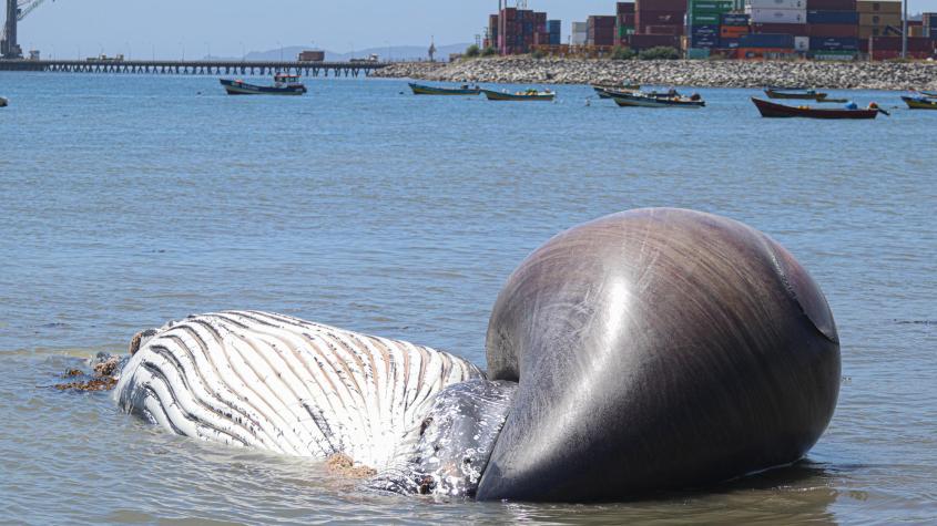 Reportan varamiento de ballena jorobada en Penco