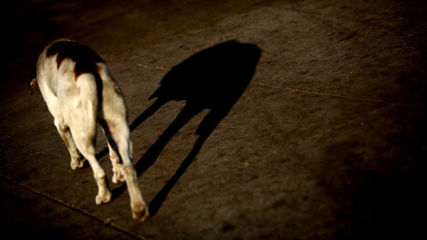 Sacrifican a perros que atacaron a turista brasileña en San Pedro de Atacama