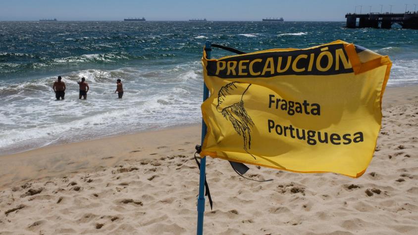 Presencia de Fragata Portuguesa obliga a cierre de playa en Tongoy
